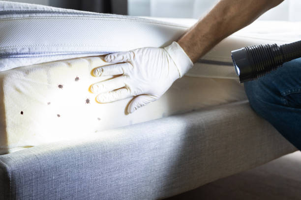 Best Insect Control  in Peridot, AZ