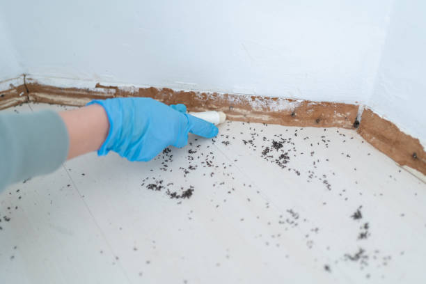 Best Ant Control Services  in Peridot, AZ